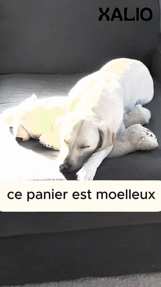 XalioBed - Améliore le sommeil et réduit le stress et l'anxiété de votre chien